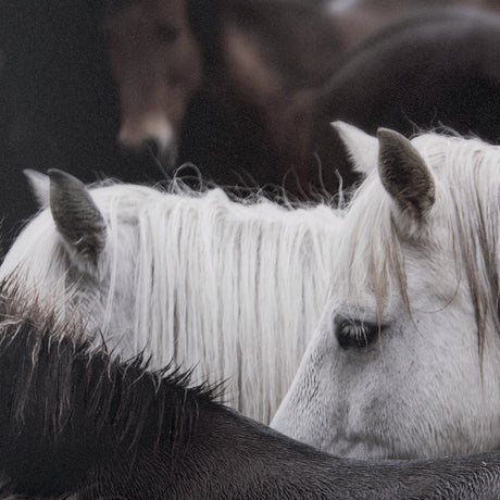 Custom White Horses (MC) by PH Burchett a Hand Embelished Textured Framed Photo Art Decograph from Mercana - Luna Furniture