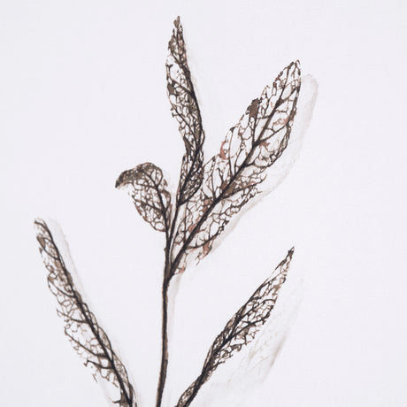 Olive Branch I by Gabrielle a Framed Art Print Matted under Glass from Mercana - Luna Furniture