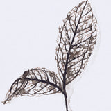 Olive Branch II by Gabrielle a Framed Art Print Matted under Glass from Mercana - Luna Furniture