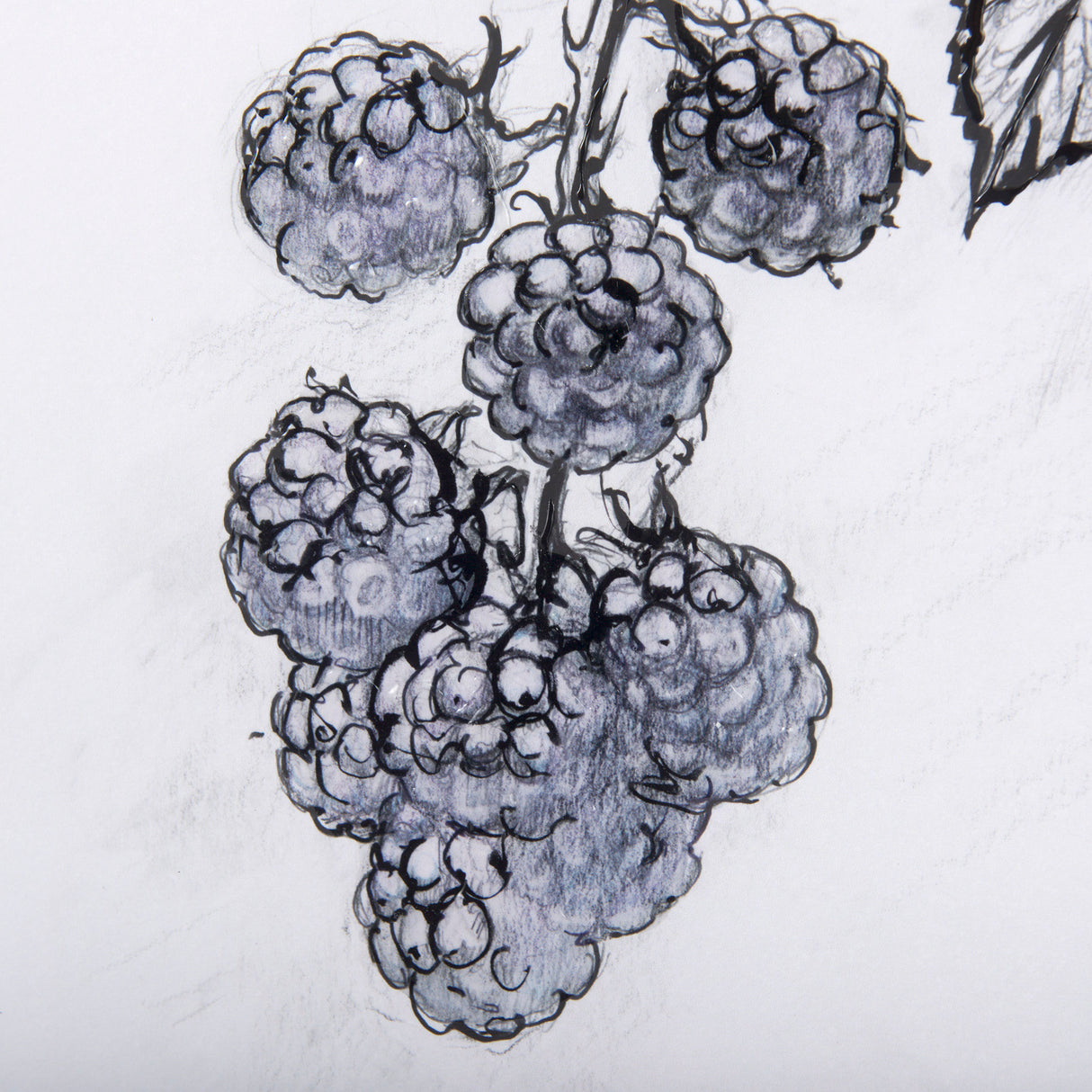 WildBerry Collection Blackberry Mercana Studio Hand Embellished Framed Art Print Matted under Glass from Mercana - Luna Furniture
