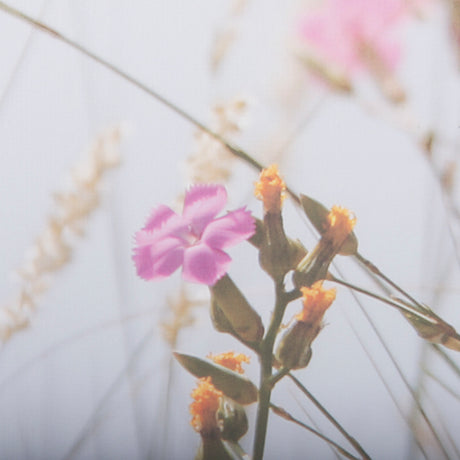 Wildflower Fade - L by Mercana Studio a Framed Photo Art Print Matted under Glass from Mercana - Luna Furniture