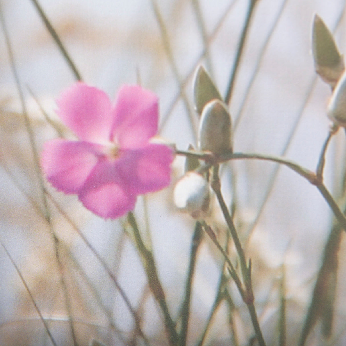 Wildflower Fade - L by Mercana Studio a Framed Photo Art Print Matted under Glass from Mercana - Luna Furniture