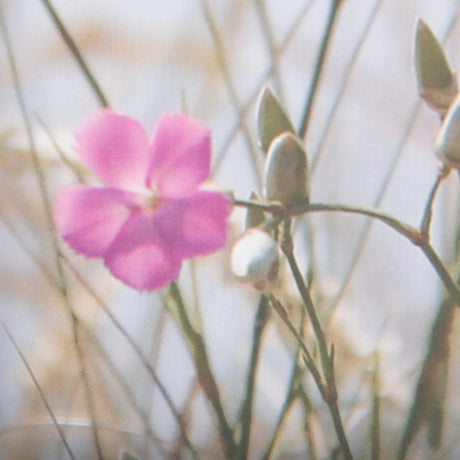 Wildflower Fade - L by Mercana Studio a Framed Photo Art Print Matted under Glass from Mercana - Luna Furniture