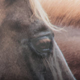 Bold Equine - Run by Mercana Studio a Hand Embellished Textured Framed Photo Art Print Matted under from Mercana - Luna Furniture