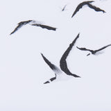 Fly Away by Mercana Studio a Hand Embellished Textured Framed Art Print Matted under Glass from Mercana - Luna Furniture
