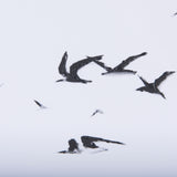 Fly Away by Mercana Studio a Hand Embellished Textured Framed Art Print Matted under Glass from Mercana - Luna Furniture