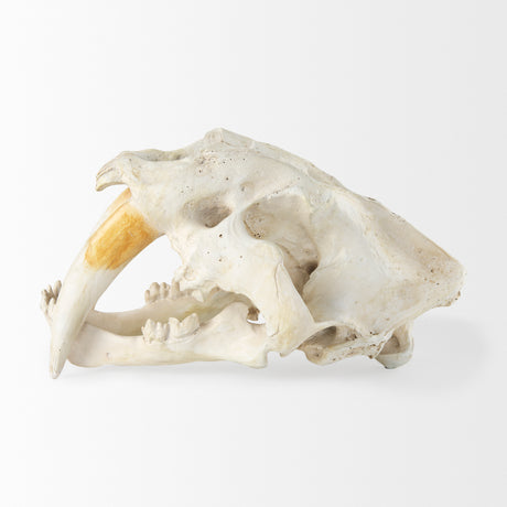 Fozzil 9L x 9W Resin Sabretooth Skull Replica from Mercana - Luna Furniture