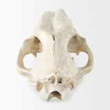 Fozzil 9L x 9W Resin Sabretooth Skull Replica from Mercana - Luna Furniture