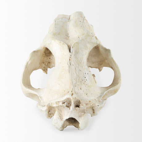Fozzil 9L x 9W Resin Sabretooth Skull Replica from Mercana - Luna Furniture