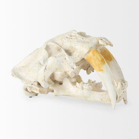 Fozzil 9L x 9W Resin Sabretooth Skull Replica from Mercana - Luna Furniture