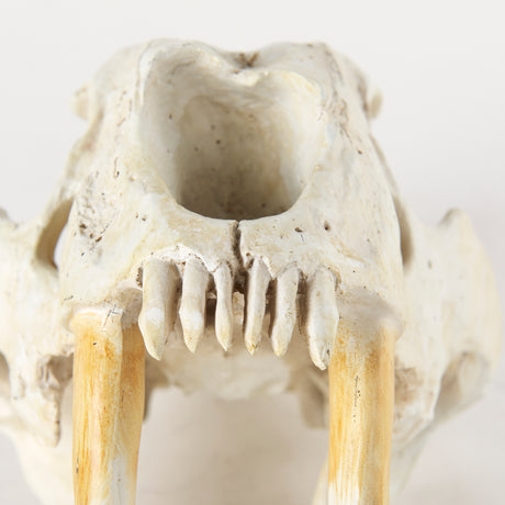 Fozzil 9L x 9W Resin Sabretooth Skull Replica from Mercana - Luna Furniture
