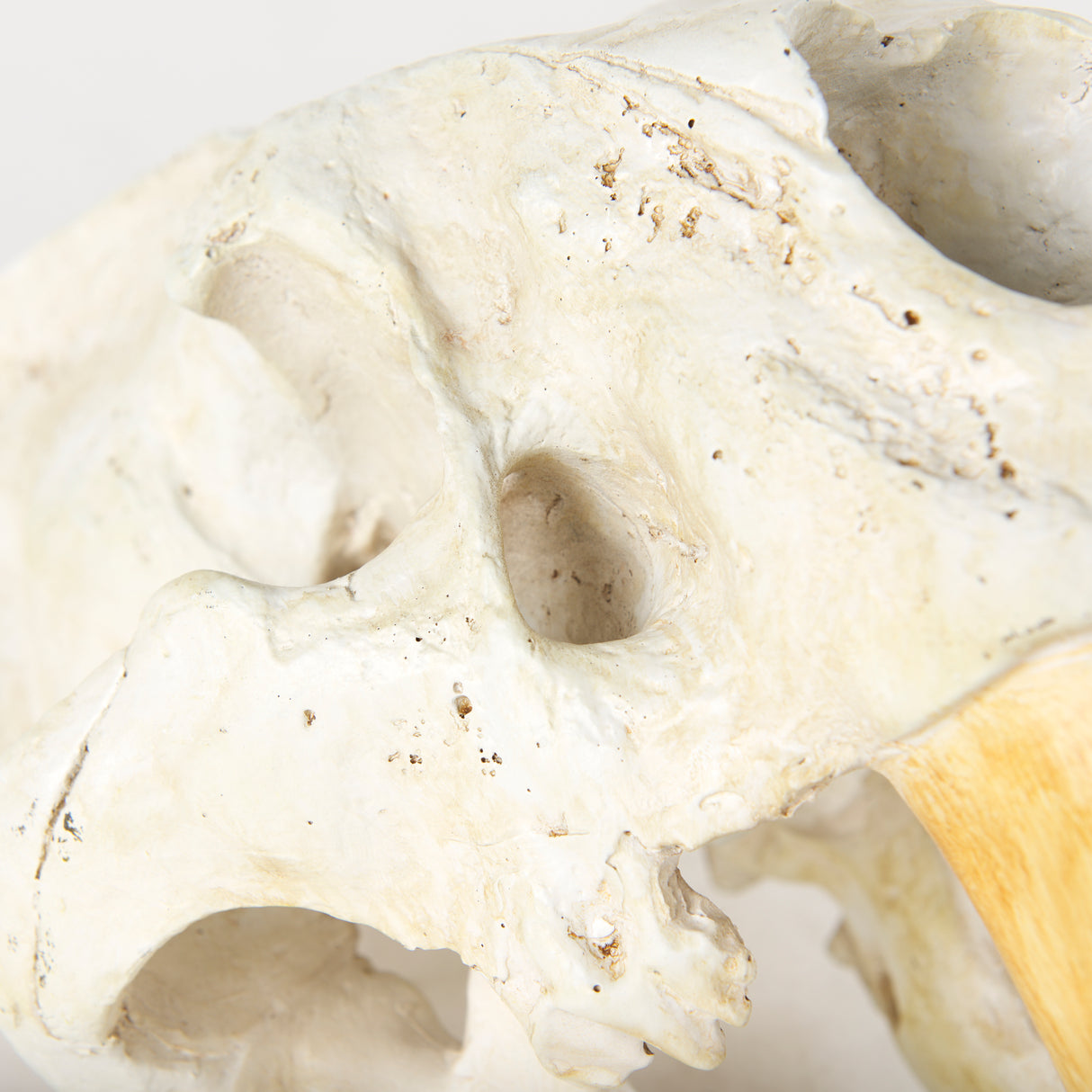 Fozzil 9L x 9W Resin Sabretooth Skull Replica from Mercana - Luna Furniture