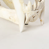 Fozzil 9L x 9W Resin Sabretooth Skull Replica from Mercana - Luna Furniture