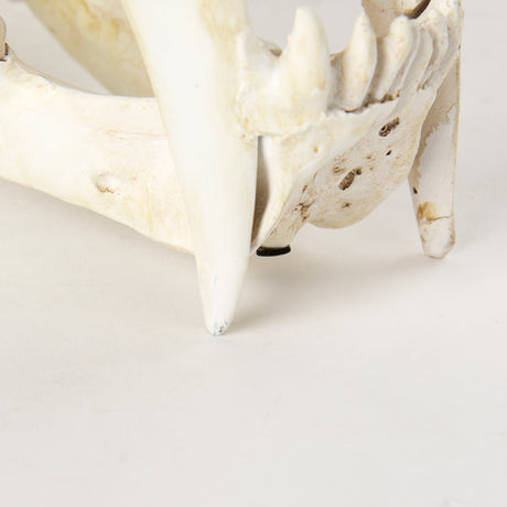 Fozzil 9L x 9W Resin Sabretooth Skull Replica from Mercana - Luna Furniture