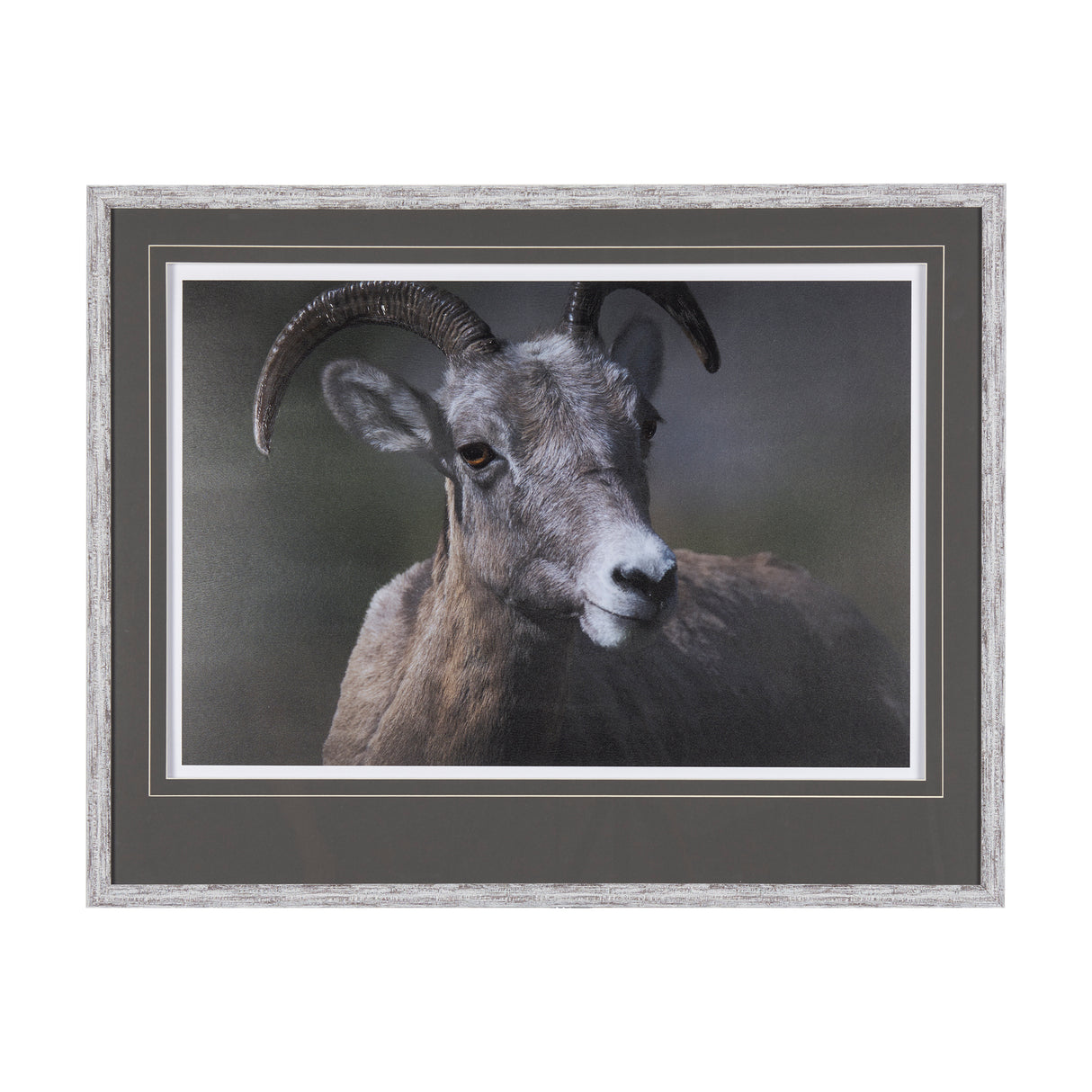 Big Horn Sheep by Chad Mackay a Hand Embellished Textured Framed Photo Art Print Matted under Glass from Mercana - Luna Furniture