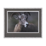 Big Horn Sheep by Chad Mackay a Hand Embellished Textured Framed Photo Art Print Matted under Glass from Mercana - Luna Furniture