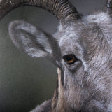Big Horn Sheep by Chad Mackay a Hand Embellished Textured Framed Photo Art Print Matted under Glass from Mercana - Luna Furniture