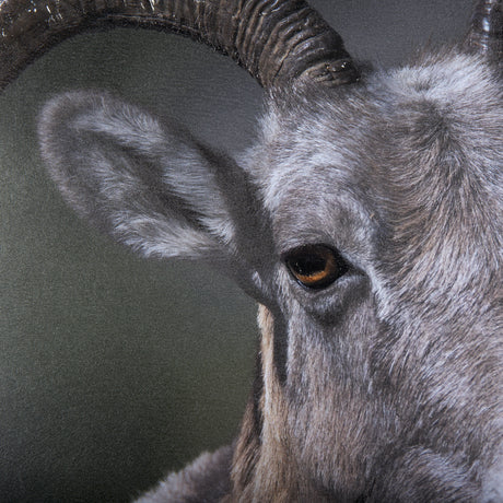 Big Horn Sheep by Chad Mackay a Hand Embellished Textured Framed Photo Art Print Matted under Glass from Mercana - Luna Furniture
