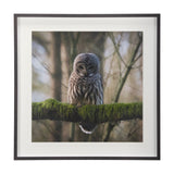 Forest Owl by Chad Mackay a Hand Embellished Textured Framed Photo Art Print Matted under Glass from Mercana - Luna Furniture