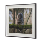 Forest Owl by Chad Mackay a Hand Embellished Textured Framed Photo Art Print Matted under Glass from Mercana - Luna Furniture