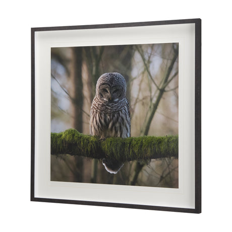 Forest Owl by Chad Mackay a Hand Embellished Textured Framed Photo Art Print Matted under Glass from Mercana - Luna Furniture