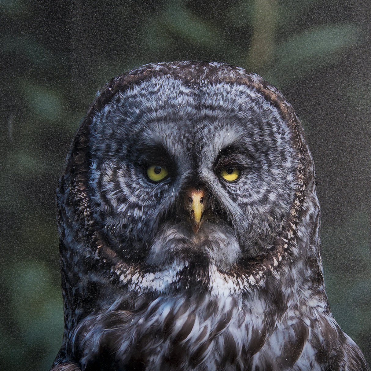 Night Owl by Chad Mackay a Hand Embellished Textured Framed Photo Art Print Matted under Glass from Mercana - Luna Furniture