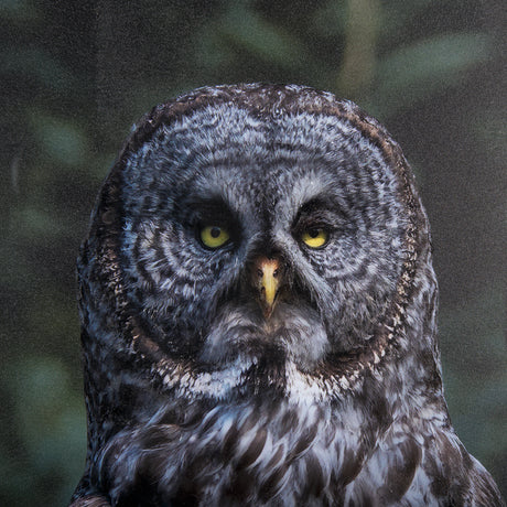 Night Owl by Chad Mackay a Hand Embellished Textured Framed Photo Art Print Matted under Glass from Mercana - Luna Furniture