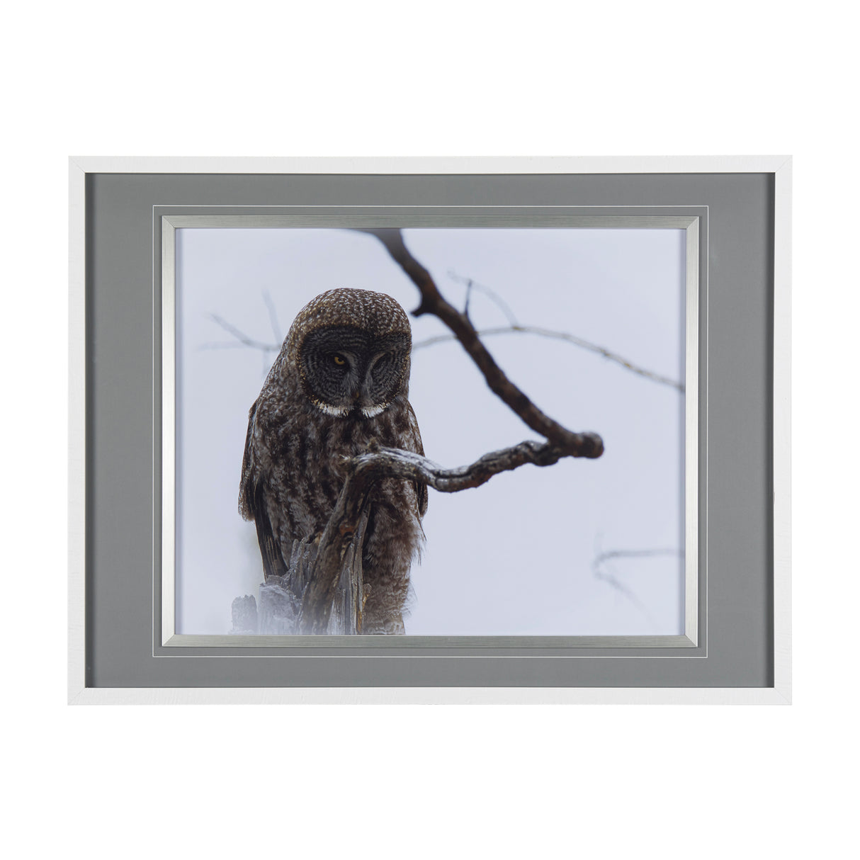 Grey Owl by Chad Mackay a Hand Embellished Textured Framed Photo Art Print Matted under Glass from Mercana - Luna Furniture