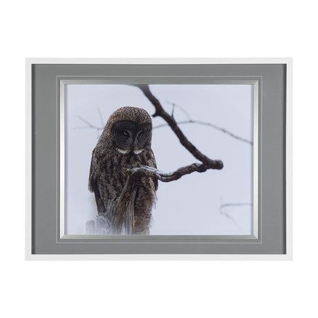 Grey Owl by Chad Mackay a Hand Embellished Textured Framed Photo Art Print Matted under Glass from Mercana - Luna Furniture