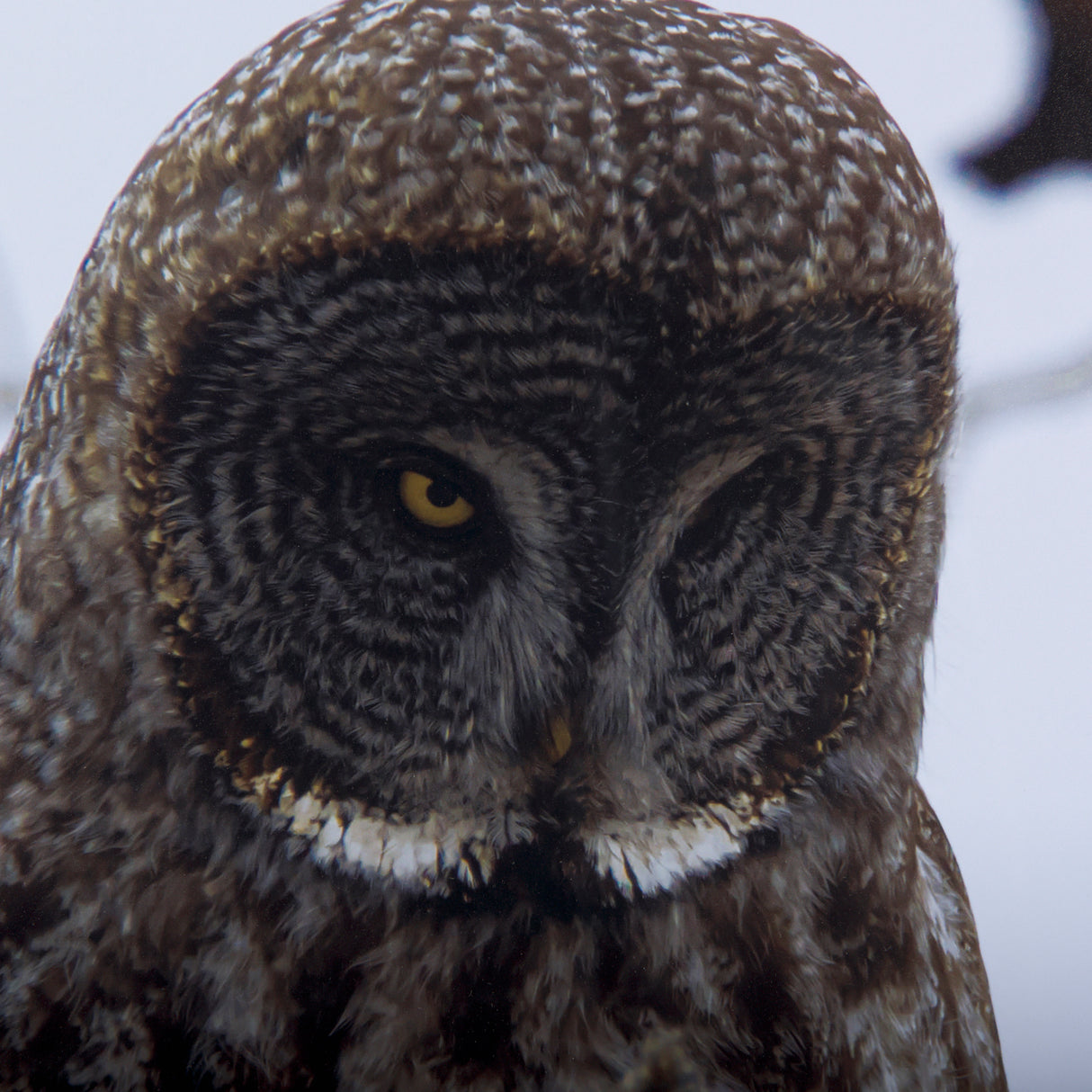Grey Owl by Chad Mackay a Hand Embellished Textured Framed Photo Art Print Matted under Glass from Mercana - Luna Furniture