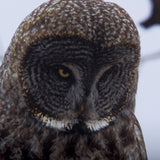 Grey Owl by Chad Mackay a Hand Embellished Textured Framed Photo Art Print Matted under Glass from Mercana - Luna Furniture