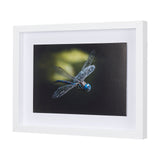 Dragon Fly by Mercana Studio a Framed Photo Art Print Matted under Glass from Mercana - Luna Furniture