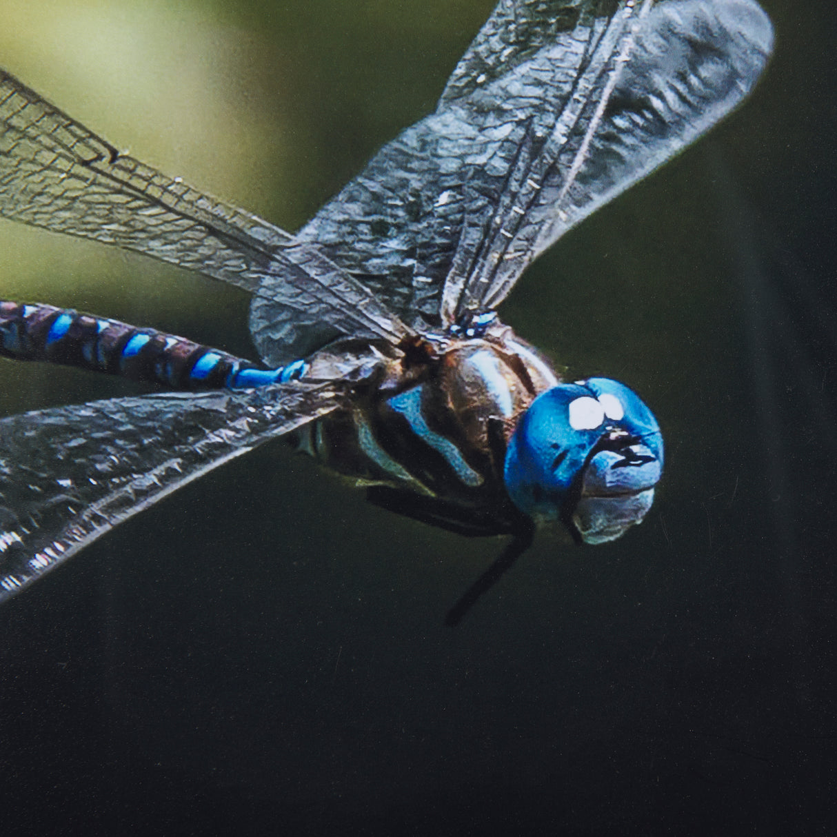 Dragon Fly by Mercana Studio a Framed Photo Art Print Matted under Glass from Mercana - Luna Furniture