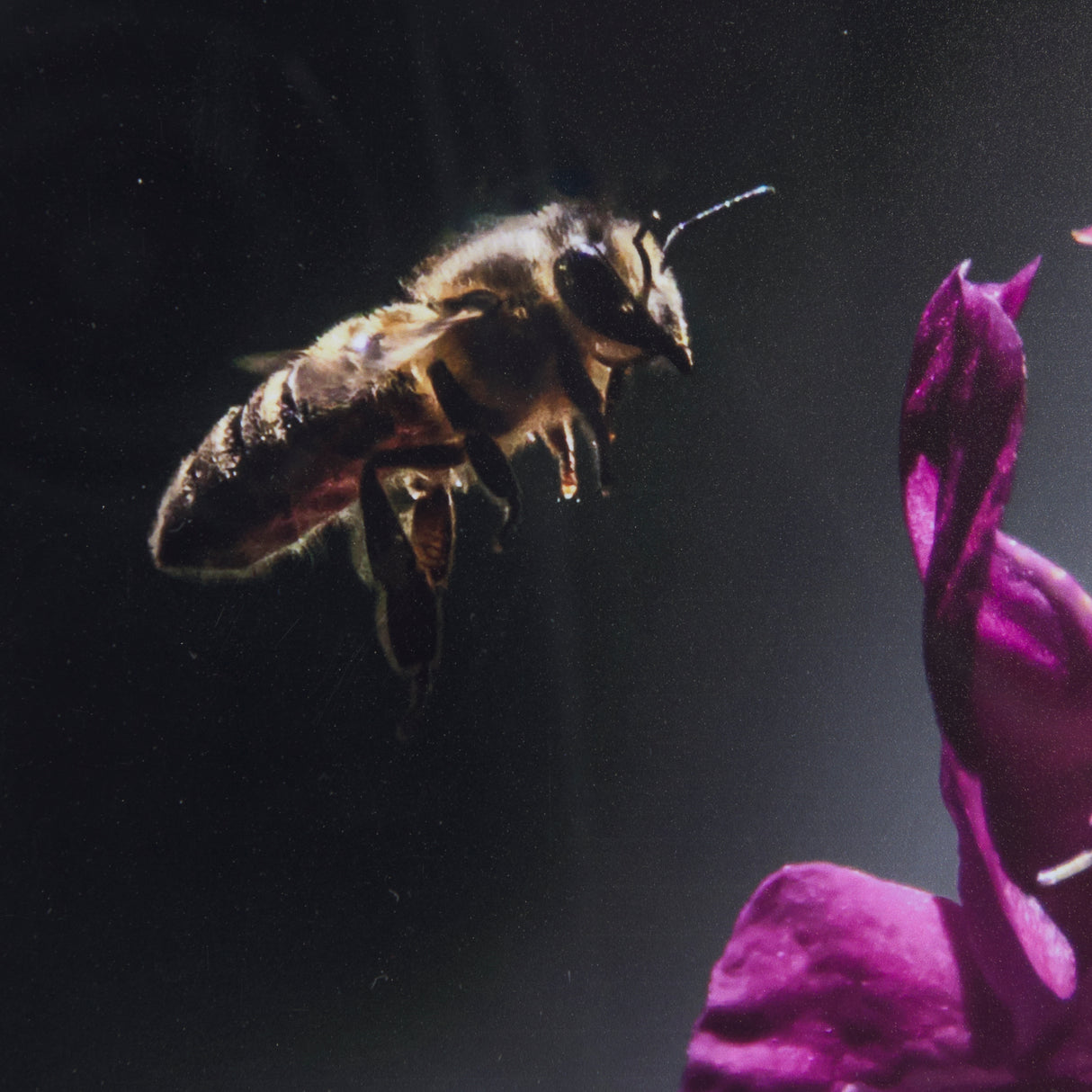 Honey Bee by Chad Mackay a Framed Photo Art Print Matted under Glass from Mercana - Luna Furniture