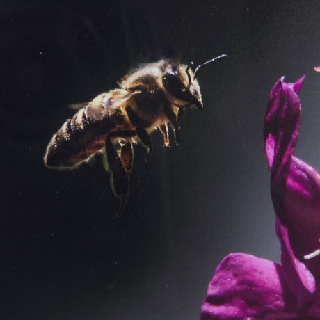 Honey Bee by Chad Mackay a Framed Photo Art Print Matted under Glass from Mercana - Luna Furniture
