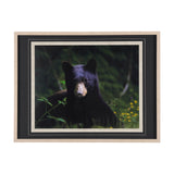 Bear by Chad Mackay a Framed Photo Art Print Matted under Glass from Mercana - Luna Furniture