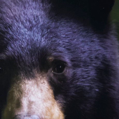 Bear by Chad Mackay a Framed Photo Art Print Matted under Glass from Mercana - Luna Furniture