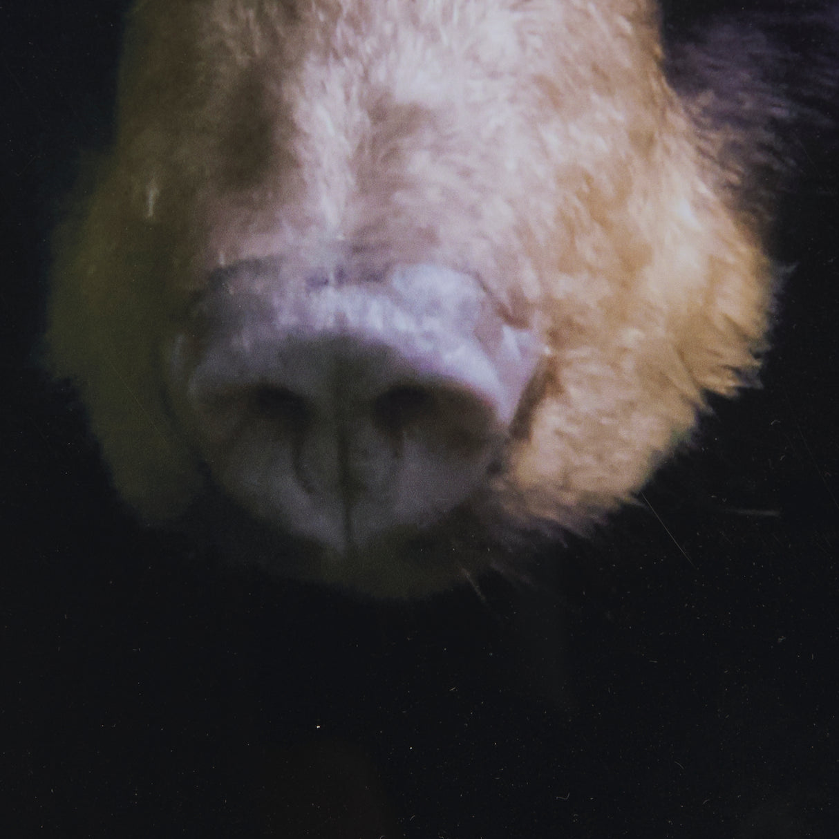 Bear by Chad Mackay a Framed Photo Art Print Matted under Glass from Mercana - Luna Furniture