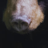 Bear by Chad Mackay a Framed Photo Art Print Matted under Glass from Mercana - Luna Furniture