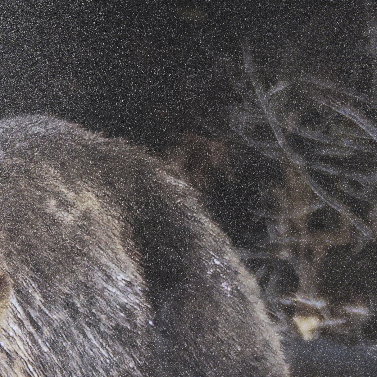 Mom and Cub by Chad Mackay a Hand Embellished Textured Framed Photo Art Print Matted under Glass from Mercana - Luna Furniture