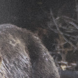 Mom and Cub by Chad Mackay a Hand Embellished Textured Framed Photo Art Print Matted under Glass from Mercana - Luna Furniture