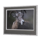 Big Horn Sheep by Chad Mackay a Hand Embellished Textured Framed Photo Art Print Matted under Glass from Mercana - Luna Furniture