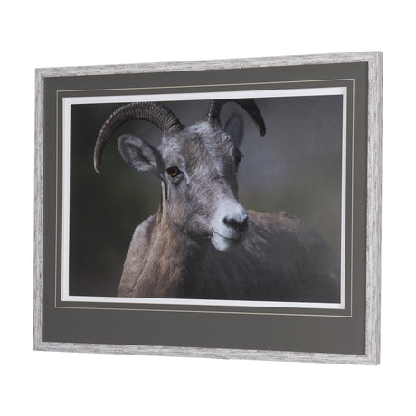 Big Horn Sheep by Chad Mackay a Hand Embellished Textured Framed Photo Art Print Matted under Glass from Mercana - Luna Furniture