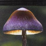 Mushroom by Chad Mackay a Hand Embellished Textured Framed Photo Art Print from Mercana - Luna Furniture