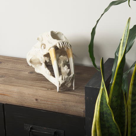 Fozzil 9L x 9W Resin Sabretooth Skull Replica from Mercana - Luna Furniture