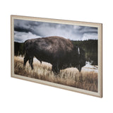 Yellowstone Bison by Dunker a Framed Photo Art Print Matted under Glass from Mercana - Luna Furniture