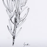 Herb Sketch I ,II by Mercana Studio a Hand Embellished Textured Framed Art Print from Mercana - Luna Furniture