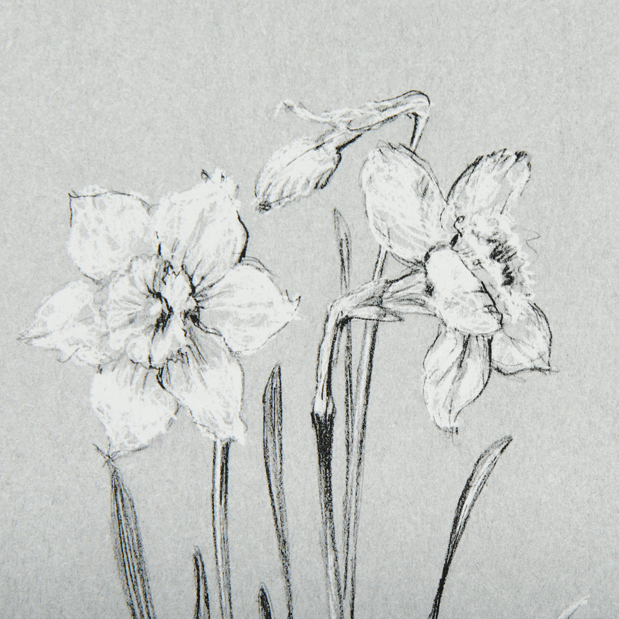 Botanical sketches II (Grey) by Mercana Studio Hand Embellished Framed Art Print Matted under Glass from Mercana - Luna Furniture
