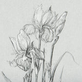 Botanical sketches IV (Grey) by Mercana Studio Hand Embellished Framed Art Print Matted under Glass from Mercana - Luna Furniture