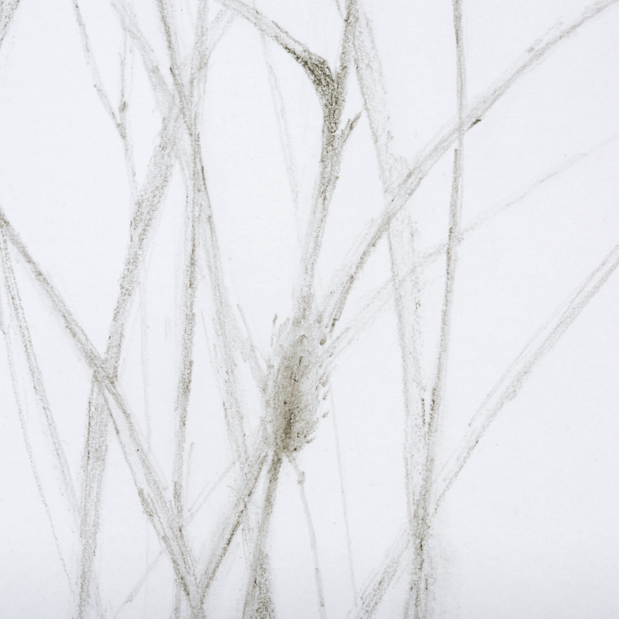 Growing Along The River I by Mercana Studio a Framed Art Print Matted under Glass from Mercana - Luna Furniture
